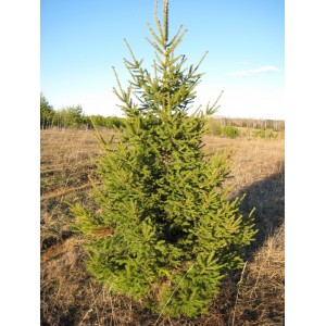 Саженец Ели Европейской 40-60 см