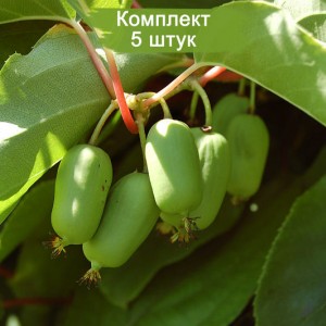 Саженцы актинидии женский Народная -  комплект 5 шт.