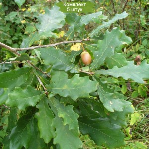 Саженцы дуба Каштанолистного 20-40 см -  комплект 5 шт.