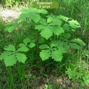 Саженцы дуба Монгольского 20-40 см -  комплект 5 шт.