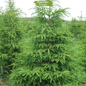 Саженцы Ели Европейской 60-100 см -  комплект 5 шт.