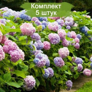 Саженцы гортензии крупнолистной Бесконечное лето  -  комплект 5 шт.