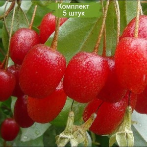 Саженцы гуми Сахалинский первый -  комплект 5 шт.