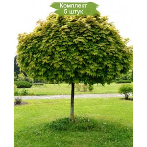 Саженцы клёна Остролистного (60-100 см) -  комплект 5 шт.
