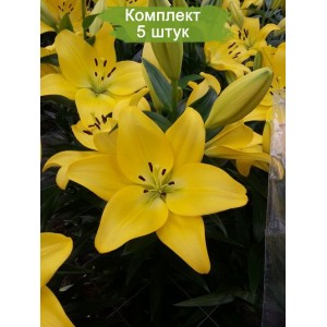 Луковицы лилии Malesco (Малеско ) -  комплект 5 шт.
