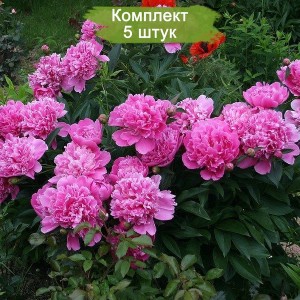 Саженцы пиона Эдулис Суперба  (Edulis Superba) -  комплект 5 шт.