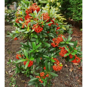 Саженцы пираканты Касан -  комплект 5 шт.