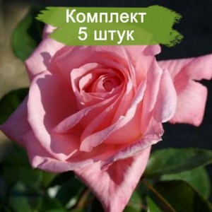 Саженцы плетистой розы Танцующая королева / Дэнсин Куин (Dancing Queen) -  комплект 5 шт.