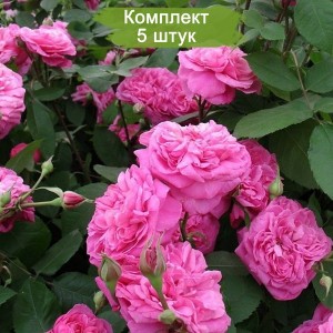 Саженцы английской розы Гертруда Джекилл (Gertrude Jekyll) -  комплект 5 шт.