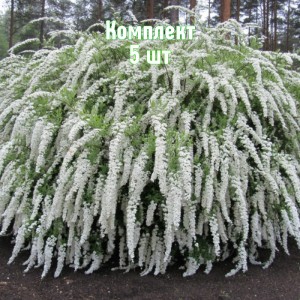 Комплект 5шт / Спирея серая Грефшейм