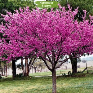 Саженцы церциса Розовый шарм до 50 см. -  комплект 5 шт.