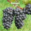 Комплект 5шт / Виноград Зеленолугский рубин