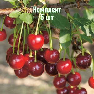 Комплект 5шт / Вишня Алекса