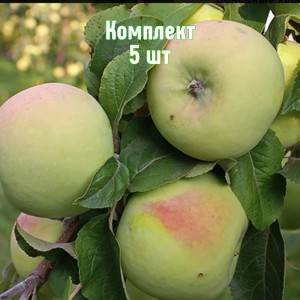 Комплект 5шт / Яблоня Мартовское