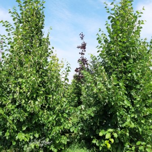 Саженец липы Европейской 20-40 см