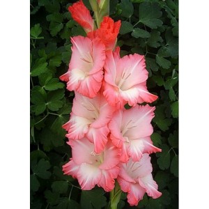 Луковица гладиолуса Анна Леора