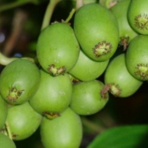 Саженец актинидии женской Сентябрьская