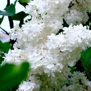 Саженец белой сирени белой Жанна ДАрк (Jeanne dArc)