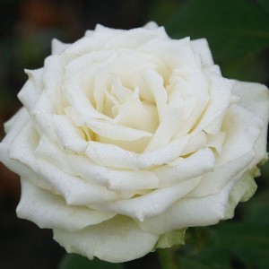 Саженец чайно-гибридной розы Эдвин (Edwin)