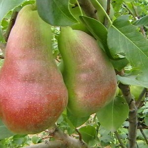 Саженец груши Перун