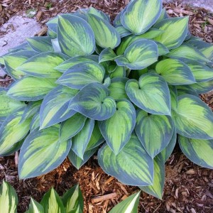 Саженец хосты Июнь (June)