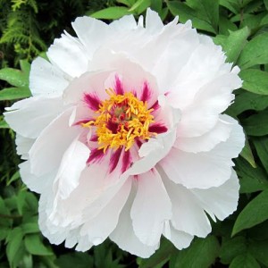 Саженец пиона древовидного Фея Луны (Fairy Moon)