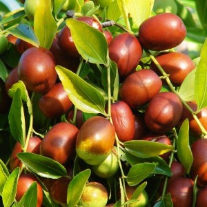 Саженец зизифуса (Унаби) Вахшский