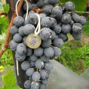 Виноград Агат Донской