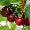 Комплект 5шт / Вишня Кирина