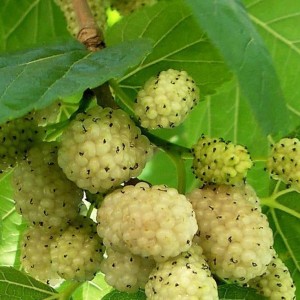 Саженец тутовника (шелковицы) белого Медового