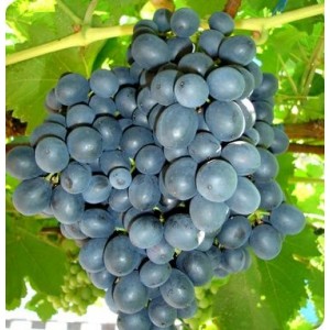 Саженец винограда Муромец (Ранний/Черный)